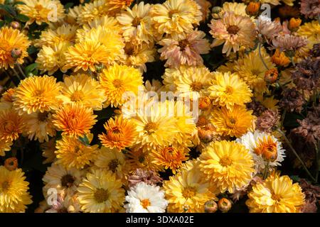 Eine atemberaubende Nahaufnahme goldener koreanischer Chrysanthemen in voller Blüte. Jeder Zentimeter des Rahmens leuchtet mit leuchtenden gelben Blütenblättern und Knospen, die warm gebadet sind Stockfoto