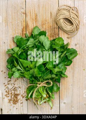 Frischer roher Bio-Koriander-Bunch auf hölzernem Hintergrund, vegetarische und vegane Lebensmittel, Quelle von Vitaminen. Koriander - Gewürz beim Kochen und zum Geben eines Pl Stockfoto