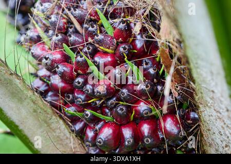 Nahaufnahme von Reifen Palmöl-Früchten auf einem Baumstamm Stockfoto