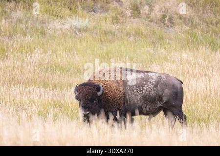 Bisons weiden im Tall Grass im Badlands National Park Stockfoto