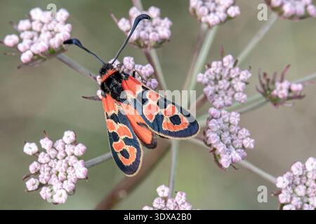 Zygaena transalpina-Motte, die sich an einer weißen Wildblume in einem mediterranen Lebensraum ernährt. La garrotxa, Katalonien, Spanien. Stockfoto
