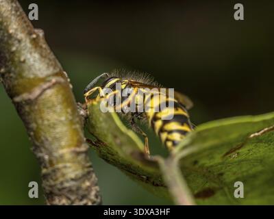 Nahaufnahme einer Wespe, die auf einem Obstbaumzweig sitzt Stockfoto
