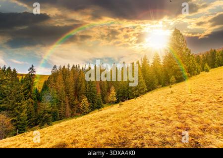 Sonnenuntergang über wunderschöner Landschaft im Frühling. Wiese in verwittertem Gras in der Nähe einer Reihe von Tannen auf einem steilen Hügel. Berglandschaft Stockfoto