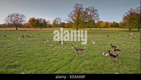 Damhirsche weiden friedlich in üppigen grünen Feldern des Herbstparks, warmes goldenes Licht der untergehenden Sonne taucht in ruhiges Licht. Wilde Tiere Naturlandschaft. Panoramaaufnahme der Drohne Stockfoto