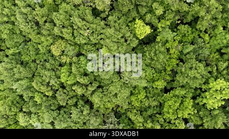 Sommer im Wald aus der Vogelperspektive. Mischwald, grüne Laubbäume. Stockfoto