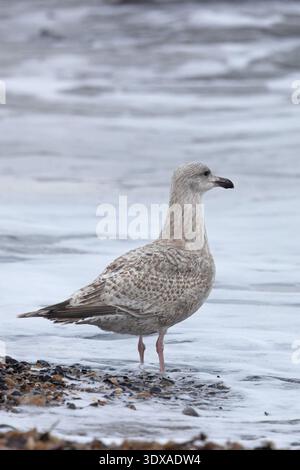 Europäische Heringsmöwe (Larus argentatus argentatus) erster Winter/zweites Jahr Norfolk Februar 2026 Stockfoto