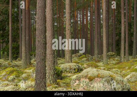 Waldgebiet mit moosbedeckten Felsen im Wald Stockfoto