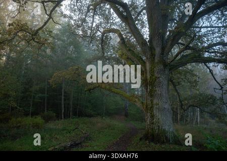 Großer Baum mit langen Ästen im Wald Stockfoto