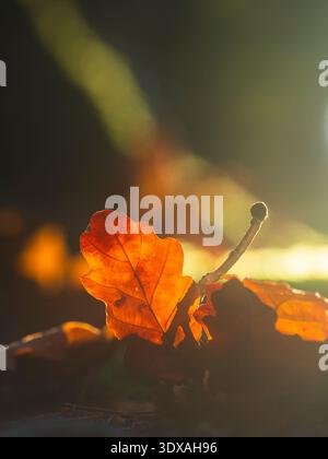 Nahaufnahme des Sonnenlichts, das auf Eichenblatt scheint Stockfoto