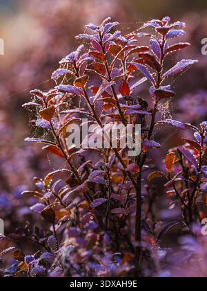 Nahaufnahme einer violetten Pflanze, die mit Spinnennetzen bedeckt ist Stockfoto