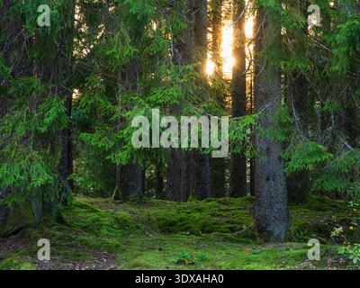 Bäume auf Moos bedeckten Land im Wald an sonnigen Tagen Stockfoto