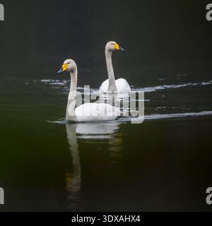 Malerischer Blick auf Bewicks Schwäne, die im See schwimmen Stockfoto