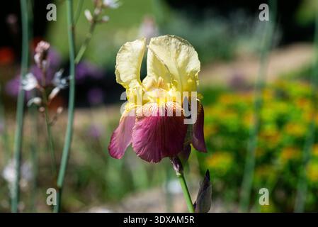 Eine bunte bärtige Irisblume Stockfoto