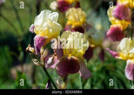 Eine bunte bärtige Irisblume Stockfoto