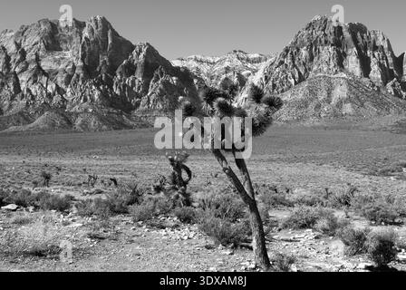 Die Landschaft des Red Rock Canyon in Nevada, USA, zeigt dramatische Sandsteinformationen in der Mojave-Wüste. Stockfoto