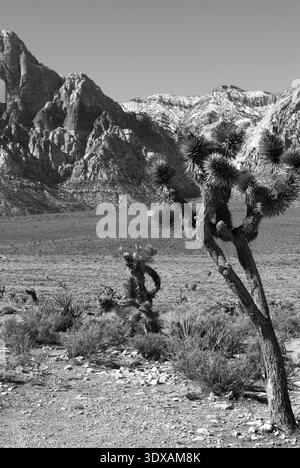 Die Landschaft des Red Rock Canyon in Nevada, USA, zeigt dramatische Sandsteinformationen in der Mojave-Wüste. Stockfoto