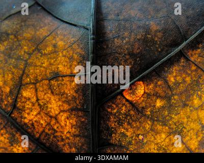 Makrophotogramm eines getrockneten Blattes mit komplexen Blattstrukturen, die dunkle Adern und organische Muster in Erdtönen hervorheben. Stockfoto