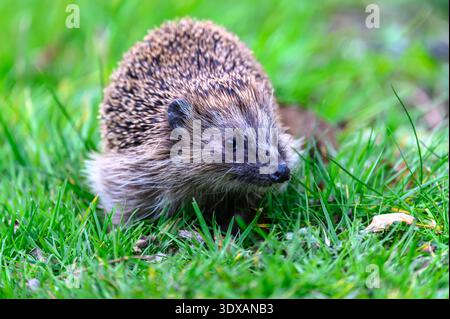 Ein charmantes Nahaufnahme eines europäischen Igel, der in einem üppigen grünen Garten forscht. Das stachelige Fell und das liebenswerte Gesicht des Igels werden hervorgehoben. Stockfoto