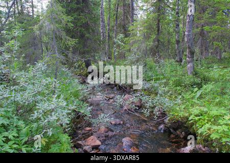 Kvikkjokk, Schweden - 21. Juli 2024: Ein malerischer Blick auf einen kristallklaren Bergbach, der durch den Birkenwald fließt, entlang des Kungsleden Trail bei K Stockfoto
