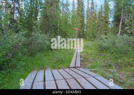 Kvikkjokk, Schweden - 21. Juli 2024: Ein Holzsteg dient als Wanderweg durch den dichten Wald auf dem Kungsleden Trail bei Kvikkjokk in Swedi Stockfoto