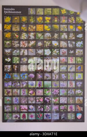 Kvikkjokk, Schweden - 21. Juli 2024: Ein botanisches Poster mit verschiedenen Arten schwedischer Bergwildblumen an der STF Kvikkjokk Fjallstation alo Stockfoto