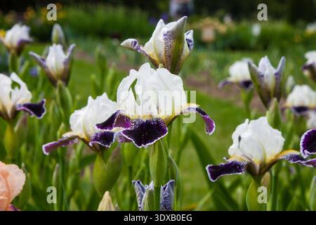 Die elegante zweifarbige Iris „Wabash“ zeigt ihre klassische Form: Schneebedeckte Standards über samtigen violetten Fällen mit zartem weißem Rand und hellgelbem Bart. Stockfoto
