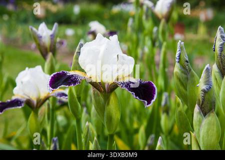 Die elegante zweifarbige Iris „Wabash“ zeigt ihre klassische Form: Schneebedeckte Standards über samtigen violetten Fällen mit zartem weißem Rand und hellgelbem Bart. Stockfoto