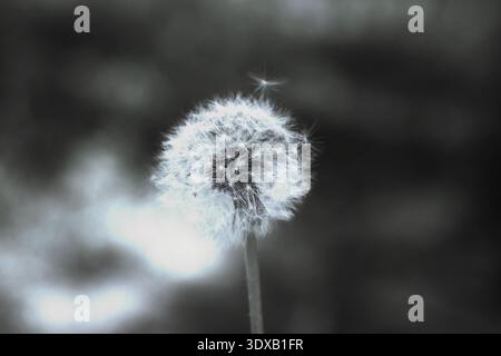 Schöne Löwenzahnblume auf verschwommenem Hintergrund, Nahaufnahme. Effekt verblasste Farben Stockfoto