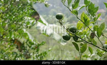 Selektiver Fokus, Limettenbaum mit jungen grünen Limettenfrüchten, die von grünen Blattzweigen hängen, mit verschwommenem Plantagenhintergrund Stockfoto