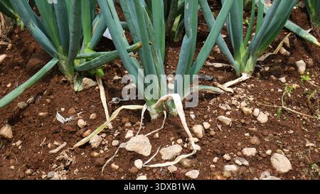 Detaillierte Ansicht von sauberen Lachsen auf einem Feld auf rötlich braunem Boden mit grober Textur und kleinen Felsen Stockfoto