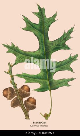Scharlachrote Eiche - Quercus coccinea - botanische Illustration mit detailliertem grünen Blatt und Zweig mit Reifen braunen Eicheln, Vintage-Studie. Die Nordamerikanische sylva; oder Eine Beschreibung der Waldbäume der Vereinigten Staaten, Kanadas und Nova Scotias, : besonders in Bezug auf ihre Verwendung in der Kunst und ihre Einführung in den Handel betrachtet; zu der eine Beschreibung der nützlichsten der europäischen Waldbäume hinzugefügt wird. Illustriert durch 156 farbige Kupferstiche, von Pierre-Joseph Redouté, Pancrace Bessa usw. Stockfoto