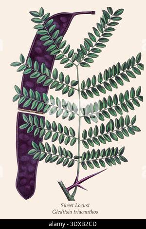 Süße Heuschrecke - Gleditsia triacanthos - botanische Illustration, die einen Zweig mit gefiederten Blättern, eine dunkelviolette Samenkapsel und markante scharfe Dornen zeigt, die seine charakteristischen Merkmale hervorheben. Die Nordamerikanische sylva; oder eine Beschreibung der Waldbäume der Vereinigten Staaten, Kanadas und Nova Scotias, : besonders in Bezug auf ihre Verwendung in der Kunst und ihre Einführung in den Handel betrachtet; zu der eine Beschreibung der nützlichsten der europäischen Waldbäume hinzugefügt wird. Illustriert durch 156 farbige Kupferstiche, von Pierre-Joseph Redouté, Pancrace Bessa usw. Stockfoto