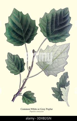 Botanische Illustration, die einen detaillierten Zweig mit grauen Blättern und grünen Blättern des Populus canescens-Baumes zeigt und seine Besonderheiten für wissenschaftliche und pädagogische Zwecke zeigt. Die Nordamerikanische sylva; oder eine Beschreibung der Waldbäume der Vereinigten Staaten, Kanadas und Nova Scotias, : besonders in Bezug auf ihre Verwendung in der Kunst und ihre Einführung in den Handel betrachtet; zu der eine Beschreibung der nützlichsten der europäischen Waldbäume hinzugefügt wird. Illustriert durch 156 farbige Kupferstiche, von Pierre-Joseph Redouté, Pancrace Bessa usw. Stockfoto