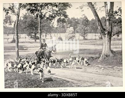Huntsman zu Pferd führt eine große Menge Fuchshunde entlang einer Landstraße, durch ein Feld mit verstreuten Bäumen in einer klassischen historischen Sportszene aus dem Sport der Welt, mit Illustrationen aus Zeichnungen und Fotografien von Aflalo, Frederick G. (Frederick George), 1870-1918 Publikation datiert 1905 Stockfoto