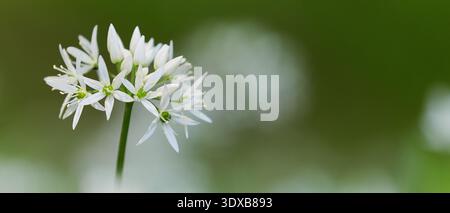 Panorama-Banner mit blühenden wilden Knoblauchblüten (Allium ursinum) mit weichgrünem, verschwommenem Hintergrund und großem Kopierraum. Frischer Frühling Natur Header Stockfoto