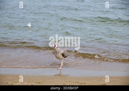 Möwe am Sandstrand in der Nähe der Wasserlinie, balanciert auf einem Bein gegen sanfte Wellen. Natürliche Beleuchtung, sichtbare Struktur von Sand und Wasser. Friedliche küste Stockfoto