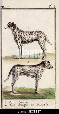 Zwei gefleckte Hunde, ein Braque und ein Bengal Braque, stehen im Profil auf einem grünen Grasboden und veranschaulichen verschiedene historische Hunderassen im Vintage-Stil. Aus Band 1 Histoire naturelle, générale et ticuliere. Quadrupèdes. Tomé i / Par M. le Comte de Buffon von Georges Louis Leclerc de Buffon, veröffentlicht 1786 Stockfoto