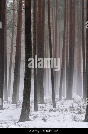 Hohe Kiefern, die im Winternebel verschwinden, Lettland Stockfoto