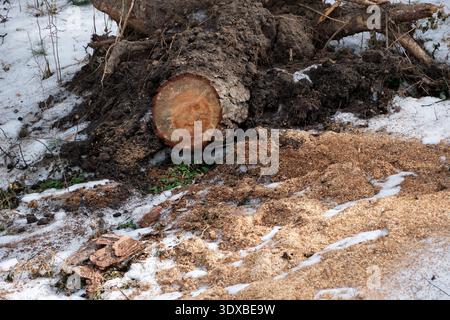 Schnee bedeckt den Boden, während ein Baumstamm seine glatte, mit Sägemehl bedeckte Oberfläche zeigt. Stockfoto