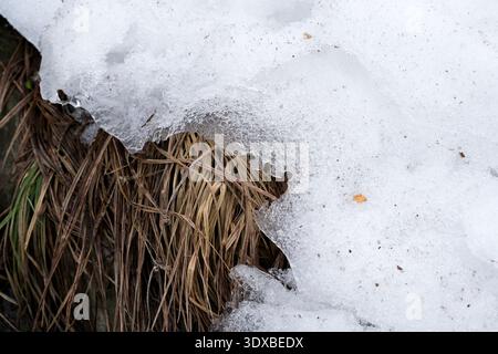 Der Schnee schmilzt langsam ab, unter dem sich braunes Gras abdeckt, was auf den Frühling hindeutet. Stockfoto