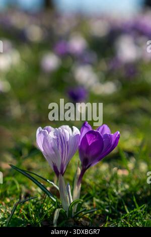 Krokusse im Grünen Frühlingsgras. Wunderschöne Krokusse, die im Frühling im grünen Gras unter einem großen Baum blühen. Stockfoto
