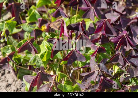 Oxalis triangularis Pflanze lila Blume Grüne Blätter im Garten Stockfoto