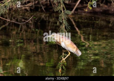 Squacco Reiher, Ardeola ralloides, Lake Nakuru National Park, Kenia, Afrika Stockfoto