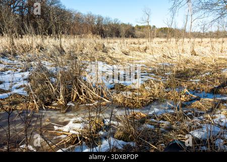 Ein gefrorenes Feuchtgebiet im Waukesha County, Wisconsin, mit schmelzenden Schnee- und Eisflächen zwischen trockenen Winterflossen unter einem klaren blauen Himmel. Stockfoto