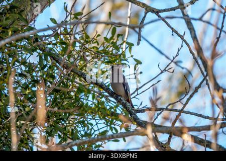Wachsflügel auf Mistelzweig mit Beeren in Winter Woodland Closeup Stockfoto