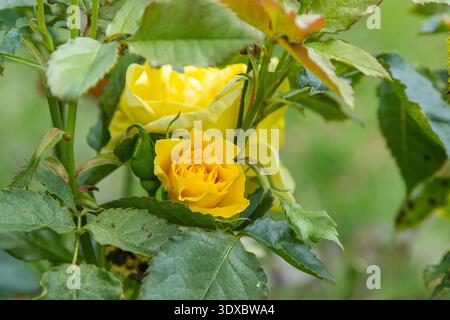 Gelbe Rosenknospen blüten im Garten. Blütenblätter Natur Stockfoto