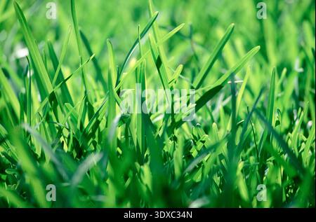 RASEN, GRAS, NAHAUFNAHME Stockfoto