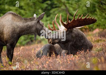 Paar Alaska Moose, Yelowstone National Park, USA. Der Alaska Elch (Alces alces gigas), auch als Riesenelch bekannt, ist die größte Unterart der Elche der Welt und das größte Mitglied der Hirschfamilie. Der Alaska Elch kommt in den meisten Teilen Alaskas und des westlichen Yukon vor. Sie leben hauptsächlich in borealen Wäldern, Flusstälern und vor kurzem verbrannten Gebieten, in denen ihre Lieblingsspeisen - Weiden, Birken und Espen - in Hülle und Fülle wachsen. Credit: R Hagerty / USFWS Stockfoto