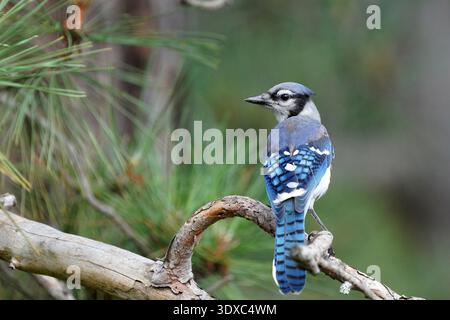 Blue Jay. Cyanocitta cristata der Blue Jay (Cyanocitta cristata) ist ein lauter, intelligenter Passerinvogel aus dem Osten Nordamerikas, der an seinem hellblauen, weißen und schwarzen Gefieder und seinem markanten Wappen erkannt wird. Mit einer Größe von 9 Ð12 Zoll sind sie in Wäldern und Wohngebieten üblich, bekannt für ihre Rolle bei der Zerstreuung von Eicheln, komplexen sozialen Bindungen und aggressivem Verhalten. Quelle: C Celley / USFWS Stockfoto
