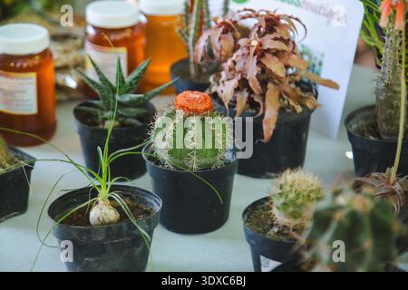 Kleine Kakteen und Sukkulenten in Topfform auf einem Tisch in einer natürlichen Umgebung im Freien. Stockfoto